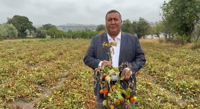 CHP'li Gürer, üreticinin domatesi değerinde satamadığını belirterek planlama istedi