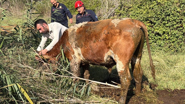 Kocaeli Gebze'de bataklığa saplanan 2 büyükbaş hayvanı itfaiye kurtardı