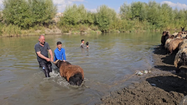 Muş Hasköy'de besici Erkan Türe, koyunlarını çocuklarıyla Karasu Nehri'nde yıkıyor