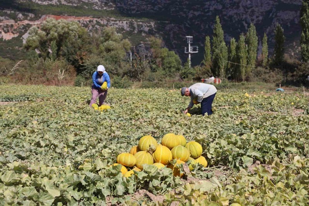 Muğla Menteşe'de Karabağlar Yaylası'nda Yayla kavunu ve Ata sebzesi hasadı yapıldı