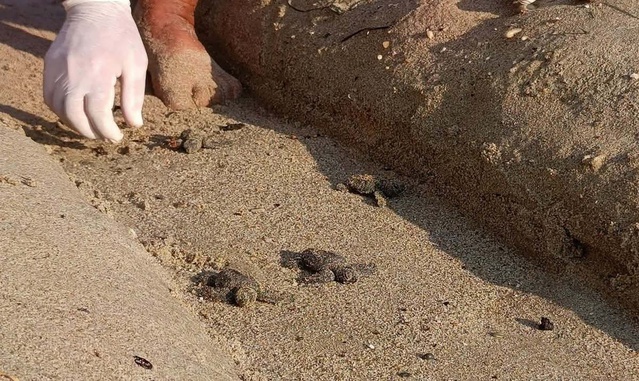 Kuşadası Davutlar'da beklenmeyen yuvada sıkışan 22 caretta yavrusu denize ulaştırıldı