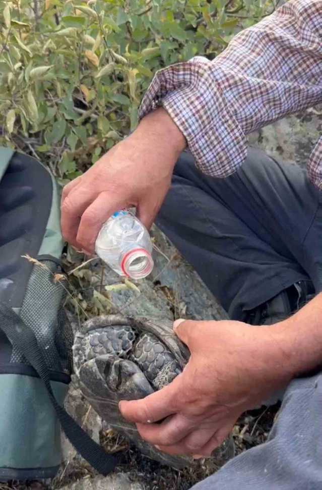 Elazığ Palu'da kayalıklara saklanan kaplumbağa, vatandaşların suyuyla kendine geldi