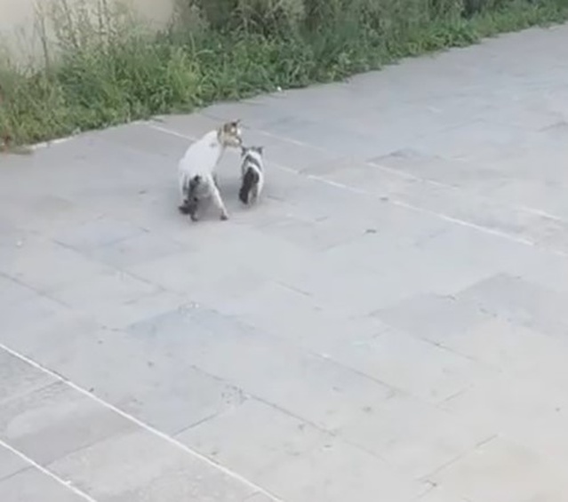 Havalandırma boşluğuna düşen yavru kediyi itfaiye kurtardı