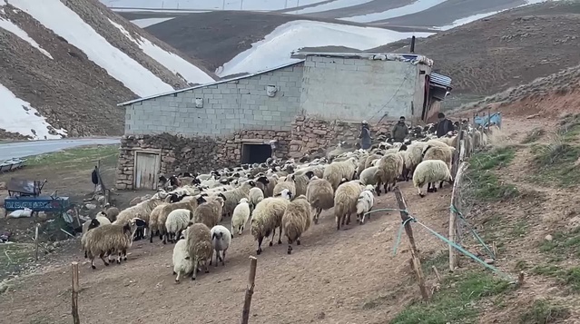Küçükbaş hayvan sayısı aralık 2025'e göre yüzde 5,1 artışla 60 milyonu geçti