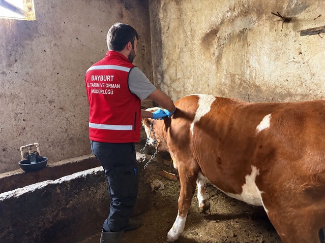 Bayburt'ta veteriner hekimler işletmelerde hayvanlara aşı ve küpeleme yapıyor