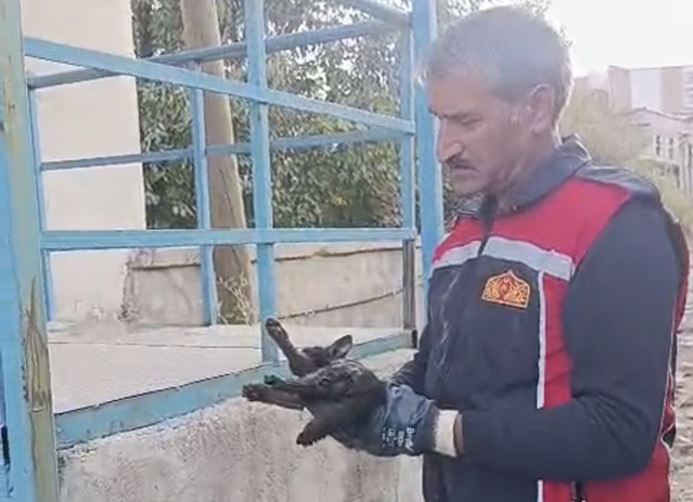 Yüksekova'da park halindeki araç motoruna sıkışan kedi itfaiye ekiplerince kurtarıldı