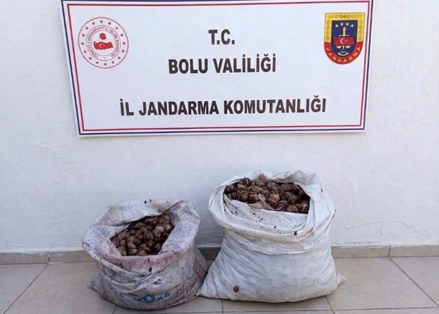Bolu Çobankaya'da izinsiz 60 kilogram salyangoz toplayan 2 kişi suçüstü yakalandı