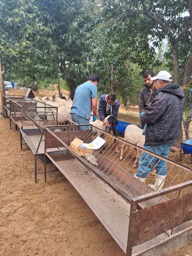 Aydın Köşk'te Tarım Müdürlüğü küçükbaş hayvanlara küpe ve çiçek-veba aşısı uyguladı