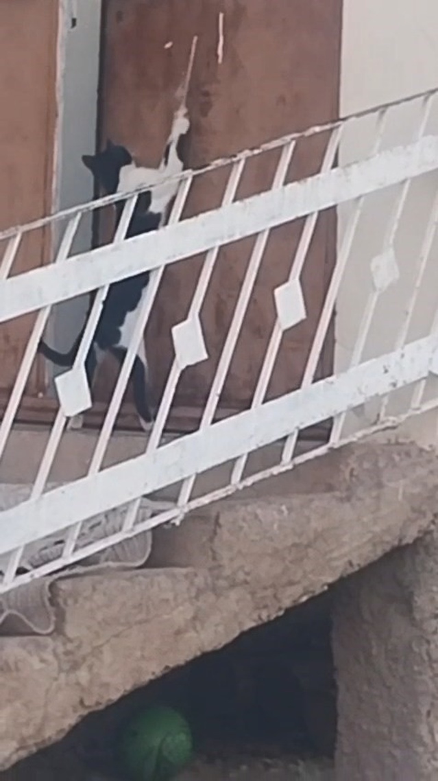 Elazığ Çağlar'da kedi, kilide vurulan ipi çekerek kapıyı açıp içeri girdi