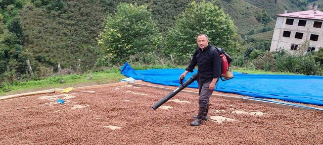 Giresun'da fındık üreticisi, yağmurda ıslanan ürününü üfleme körüğüyle kurutuyor
