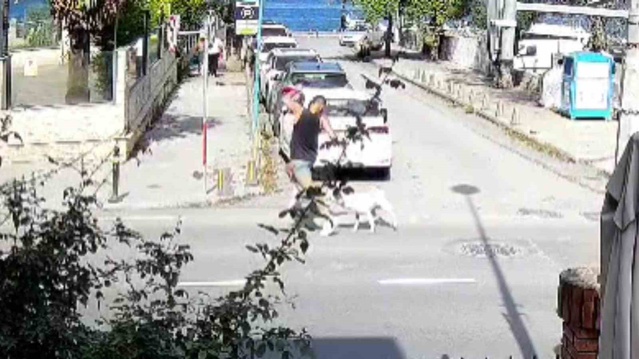 Sarıyer Kireçburnu'nda başıboş köpeklerin saldırıp bazı kişileri ısırdığı öne sürüldü