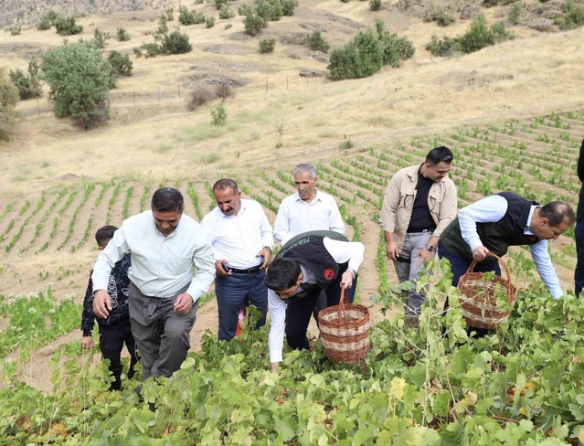 Hakkari Şemdinli'de üzüm hasadı başladı, Kaymakam Erdoğan Tütünlü'de hasada katıldı