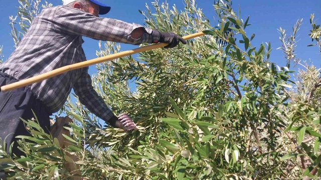 Mut'ta zeytin hasadı başladı, üreticiler 10-60 TL arası fiyatlardan memnun değiller