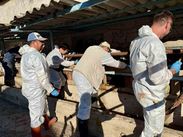 Afyonkarahisar Çay'da ithal damızlık büyükbaşlar sağlık kontrolünden geçirildi