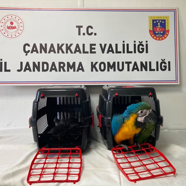 Çanakkale'de şüpheli araçta bulunan 9 egzotik kuşa el konuldu