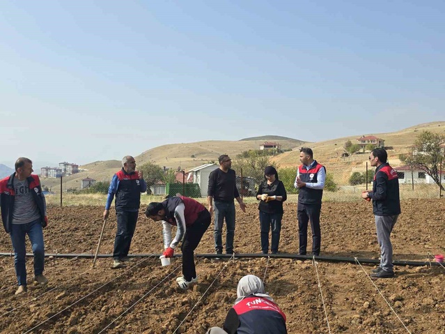 Tunceli'de 70 yaşındaki üreticiye Tarım İl Müdürlüğü sarımsak ekimi desteği verdi