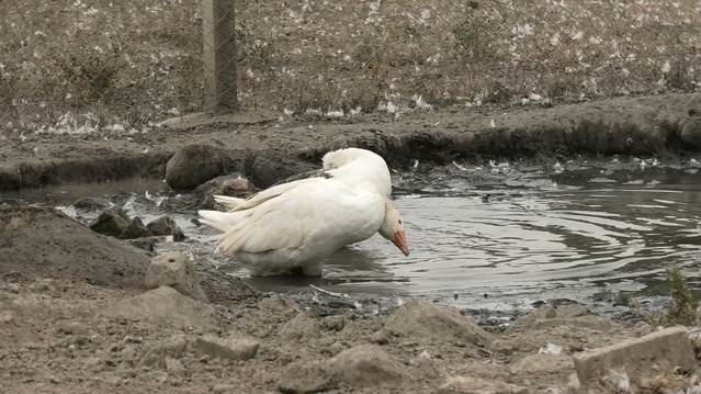 Yozgat'ta kaz varlığı son yıllarda 18 binden 35 bine yükseldi