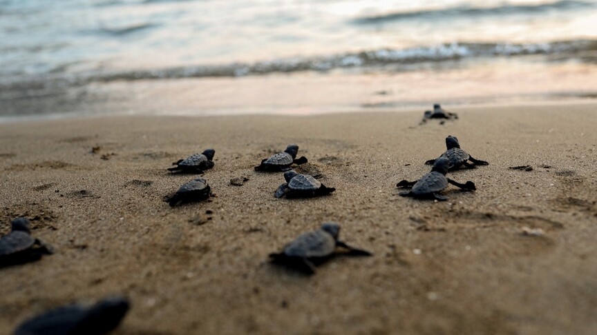 Fethiye sahillerinde yaklaşık 6 bin caretta caretta yavrusu denizle buluştu