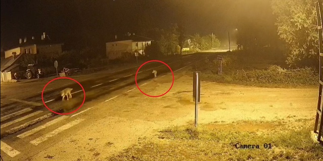 Bayburt Aydıntepe'de köye inen 8-9 kurtluk sürü güvenlik kamerasına yansıdı