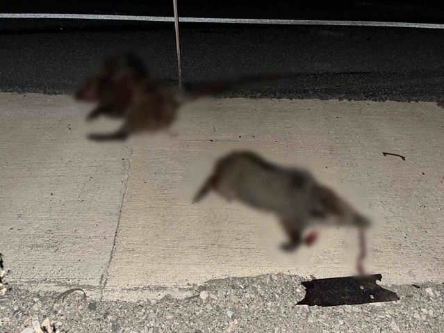 Kastamonu Hanönü'de otomobil domuz sürüsüne çarptı, 2 kişi yaralandı
