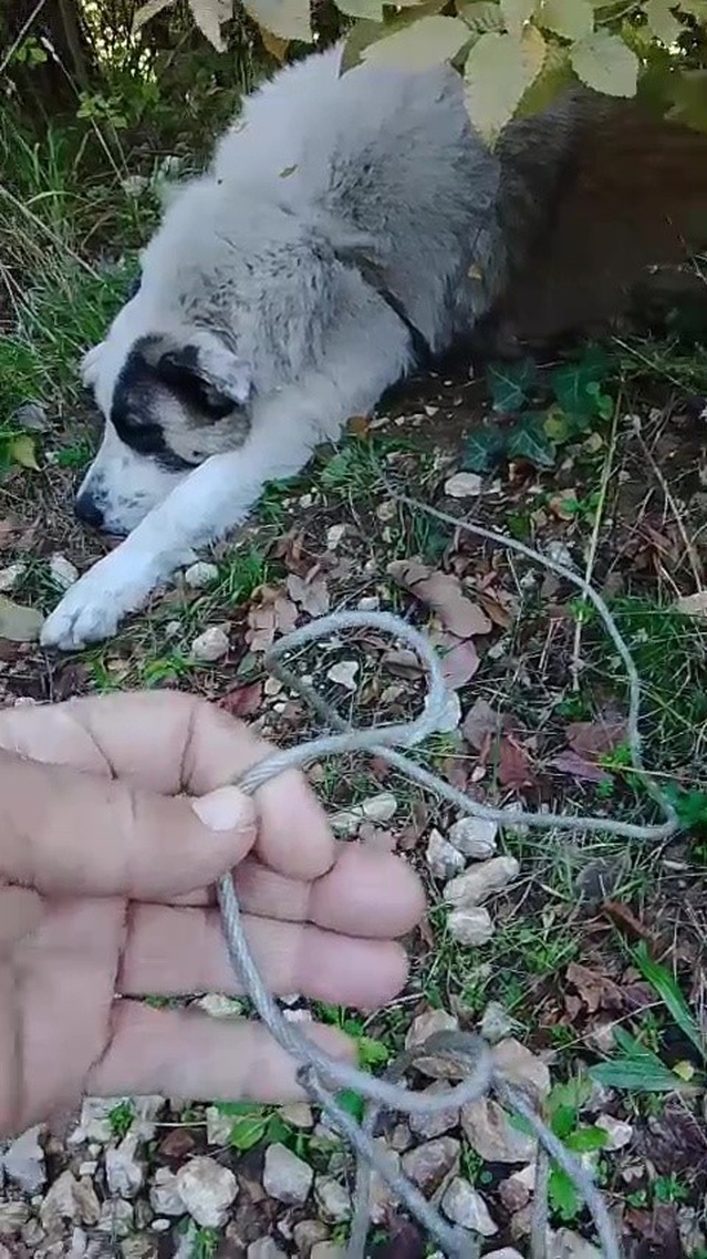 Bursa Yıldırım'da tuzağa takılan sokak köpeğini belediye ekipleri kurtardı