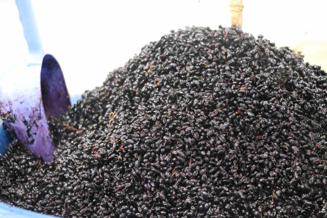 Sivas'ta karamuk meyvesinin tüketimi bir ay sürüyor, kilosu 70-100 TL'den satılıyor