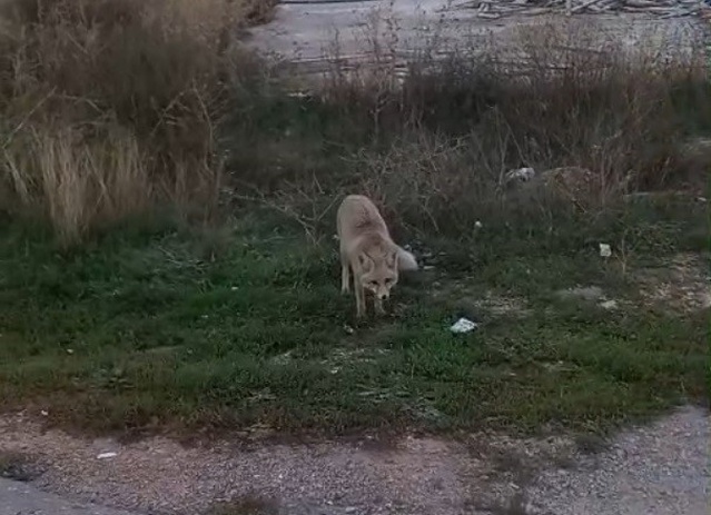 Bayburt'ta yerleşim alanına inen tilkilerden biri, fırıncı esnafından ürkerek kaçtı