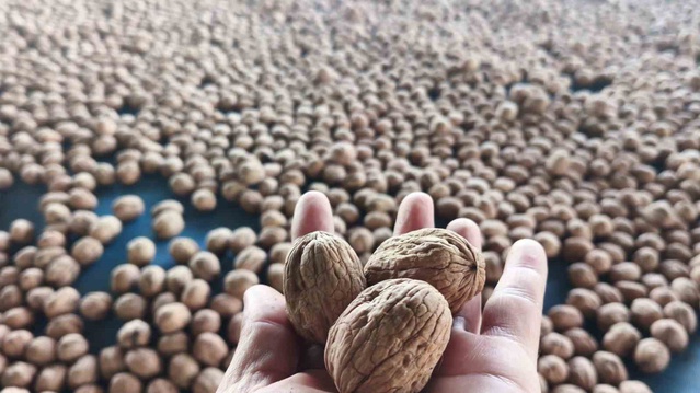 İpsala Karaağaç'ta üreticiler bu sezon 400 ton ceviz rekoltesi bekliyor