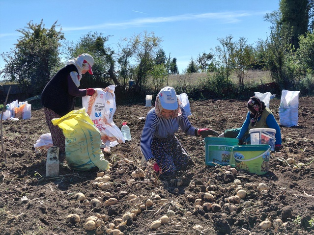 Tokat Başçiftlik'te tescilli Başçiftlik beyazının hasadı yaklaşık 500 dönümde başladı