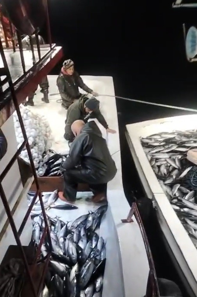 Sinop Ayancık'ta balıkçının ağına 5 bin palamut takıldı, tekneye sığmadı