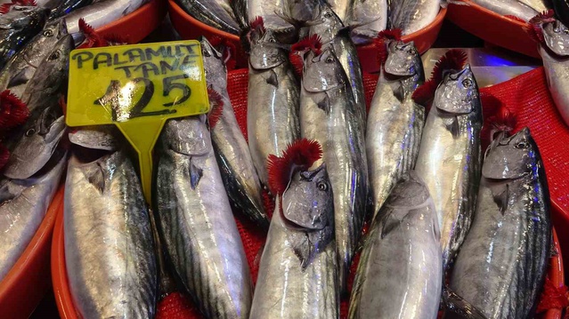 Trabzon'da palamut 1 kiloya ulaştı, fiyatı 100-150 TL arasında değişiyor