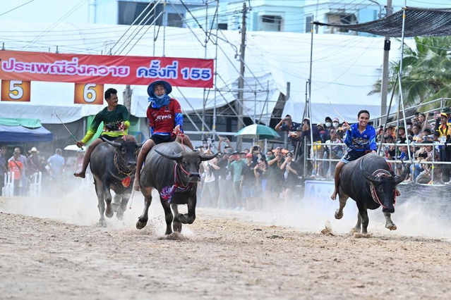 Tayland'ın Chonburi kentinde bufalo yarışı festivali çeltik hasadı için düzenlendi