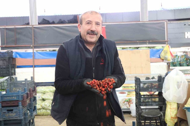 Sivas'ta kuşburnu hasadında tırmık kullanılıyor, halde fiyat 70-150 TL arasında değişiyor