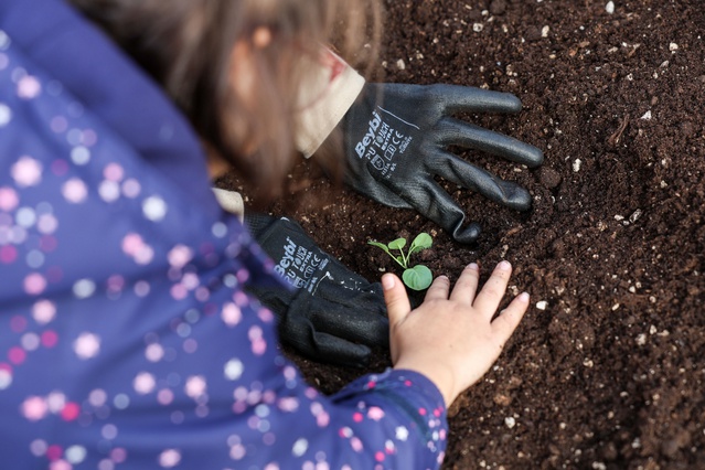 Ankara Çankaya'da Şeker Portakalı Kreşi'ndeki çocuklar kışlık sebze fidelerini dikti