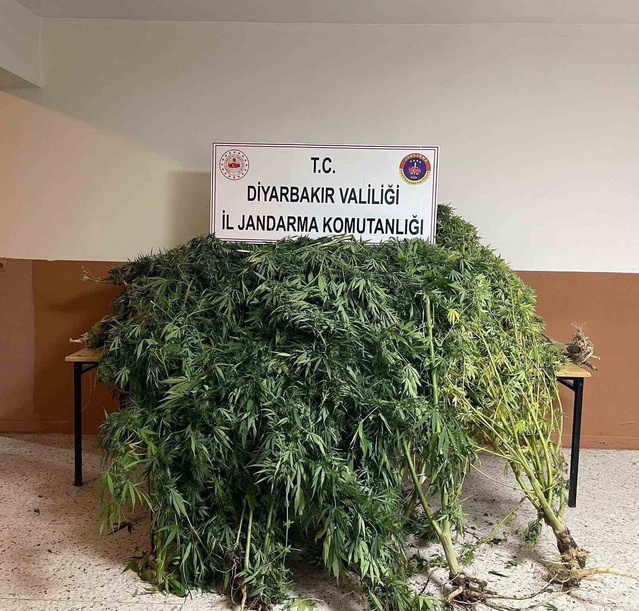 Diyarbakır'da jandarma 57 bin 702 kök kenevir ve 2 kilo 269 gram esrar ele geçirdi