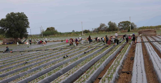 Aydın'da yeni sezon çilek fideleri dikildi, çiftçiler işçi bulamıyor