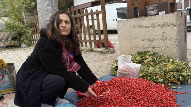 Tokat'ta kuşburnu bol çıkınca fiyat 100 TL'den 50 TL'ye geriledi
