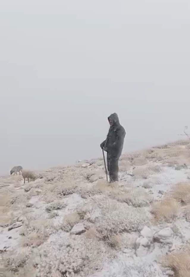 Tunceli Ovacık'ta yüksek kesimlerde kar etkili oldu, çoban koyunlarını karda otlattı