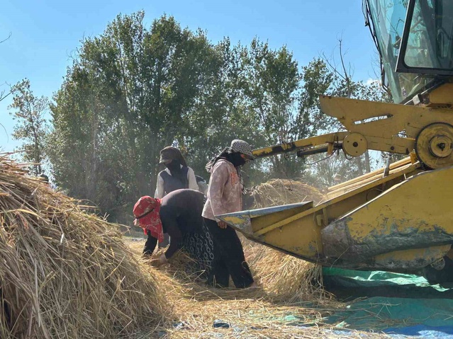 Kızılcahamam Bağlıca'da 40 yıl sonra yeniden çeltik hasadı yapıldı, 50 dönüm ekildi