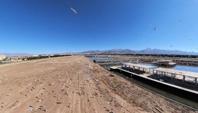 Erzurum'da inşaat alanına toplanan binlerce martı dronla görüntülendi