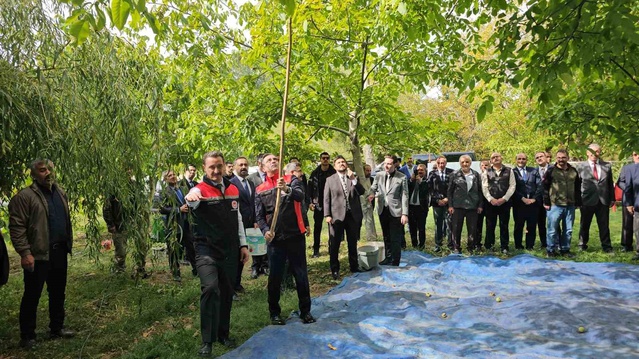 Adilcevaz cevizinde hasat başladı, üretim Doğu ve Güneydoğu'da ilk sırada yer alıyor