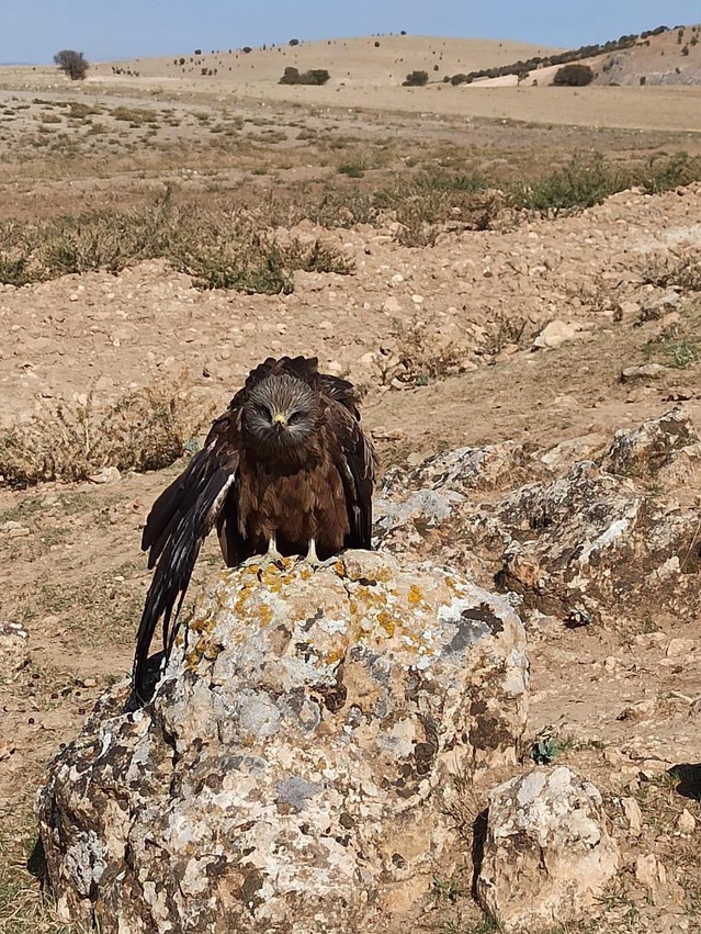 Elazığ'ın Hıdır Baba köyünde köylüler yaralı çaylak kuşunu yetkililere teslim etti