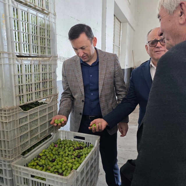 Kuyucak'ta zeytin hasadına katılan Kaymakam Gülderen üreticilere bereket diledi