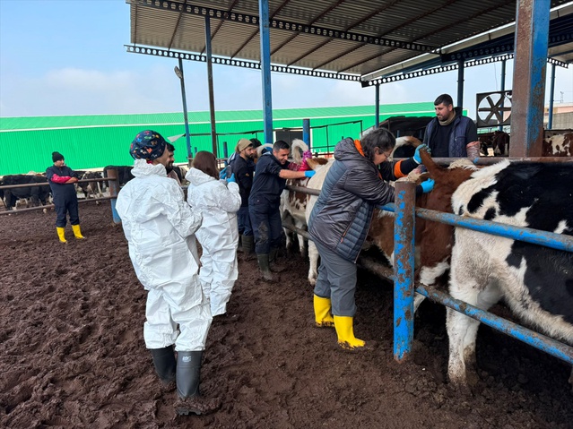 Dicle Üniversitesinin projesinde gebelik oranı yüzde 50'yi buldu, buzağılar dişi doğdu