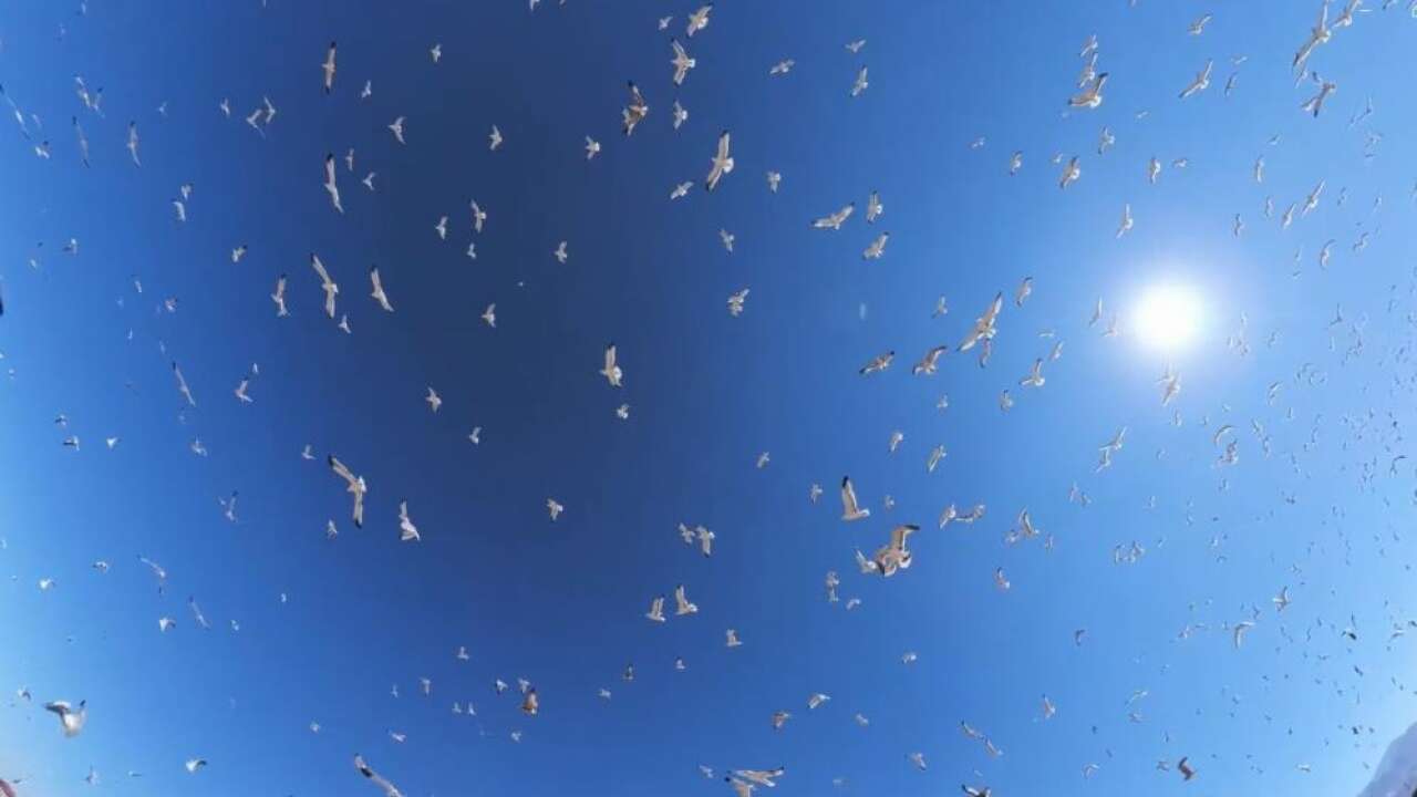 Martı sürüsü drone ile görüntülendi