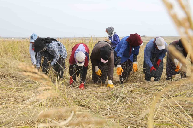 Diyarbakır'da Karacadağ hasadı imeceyle sürüyor, yağış-rüzgar 60-70 ton zarar verdi
