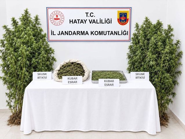 Hatay Altınözü'nde kenevir yetiştiren zanlı 1 kilo 150 gram kubar esrarla tutuklandı