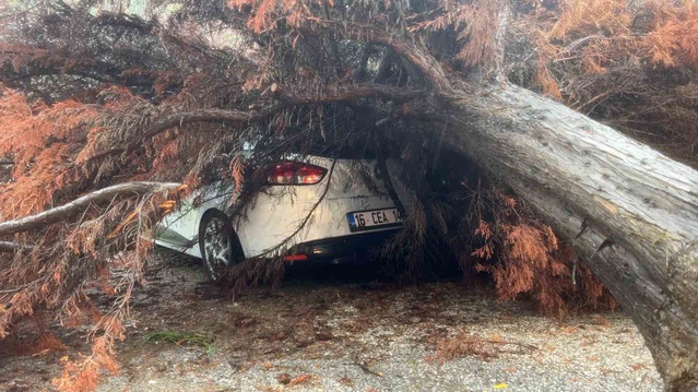 Bursa Mudanya'da şiddetli yağışta devrilen ağaç park halindeki otomobile düştü