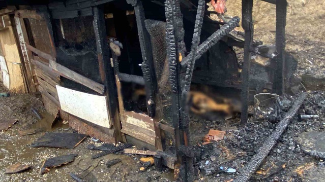 Kocaeli Gölcük'te ahırdaki yangında 31 hayvan telef oldu, sahibi yardım istiyor