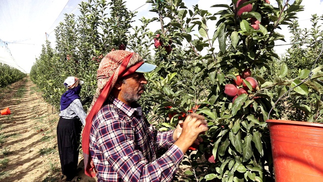 Kayseri Yeşilhisar'da elma üreticisinin yüzü 120 bin ton rekolteyle güldü